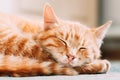 Small Peaceful Orange Red Tabby Ginger Cat Male Kitten Curled Up Royalty Free Stock Photo