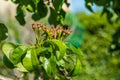 Close-up of small pears growing on pear tree fruit tree. Sunny spring day Royalty Free Stock Photo