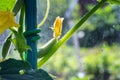 Close-up of small pickle of tasty juicy green fresh cucumber growing in vegetable garden farm greenhouse on bright sunny summer Royalty Free Stock Photo