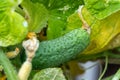 Close-up of small pickles tasty juicy green fresh cucumber growing in vegetable garden farm greenhouse on bright sunny summer or Royalty Free Stock Photo