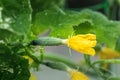 Close-up of small pickles tasty juicy green fresh cucumber growing in vegetable garden farm greenhouse on bright sunny summer or Royalty Free Stock Photo