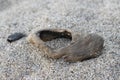 Close up of a small piece of driftwood on a sandy beach