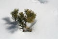 Pine tree branch in the snow Royalty Free Stock Photo