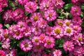 Small pink flowers field background Royalty Free Stock Photo