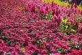 small pink flowers field background Royalty Free Stock Photo