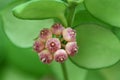Close up of small pink Hoya flower on its tree.
