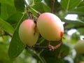 Fruits of Coco Plum tree Royalty Free Stock Photo