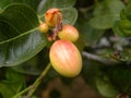 Small fruits of Coco Plum tree Royalty Free Stock Photo