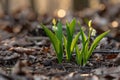 A close-up of a small plant, fragrant lilies of the valley, breaking through the ground, symbolizing growth and new Royalty Free Stock Photo