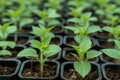 Close up of small plant growing in greenhouse. flower green seedlings