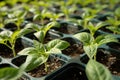 Close up of small plant growing in greenhouse. flower green seedlings