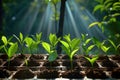 Close up of small plant growing in greenhouse. flower green seedlings