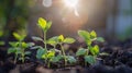 A close up of a small plant growing in the ground, AI Royalty Free Stock Photo