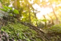 Close up of small plants growing on tree root in tropical forest in Vietnam Royalty Free Stock Photo