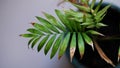 Close-up, A Small Potted Bamboo Palm. Royalty Free Stock Photo