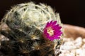 Close up small purple cactus blooms in terracotta pots