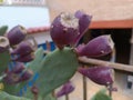 Close-up of the small purple prickly pears