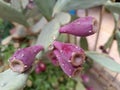 Close-up of the small purple prickly pears