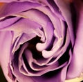 small purple rose flower just before blooms, spiraled