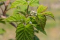 Close up of the small raspberry leaves on the raspberry farm.