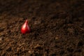 Close-up of a small red onion bulb in the sun, planted in fertile soil in a garden bed. A beautiful onion vegetable bulb Royalty Free Stock Photo