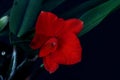 Close-up of a small red orchid flower Royalty Free Stock Photo