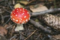 Close-up of a small, round red and white fly agaric, Amanita muscaria, in autumn. Royalty Free Stock Photo