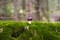 Close up of a small russule mushroom on the moss c