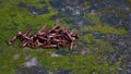 Close up a small rusty bolt on a rock Royalty Free Stock Photo