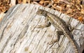 A small lizard on a fallen tree stump