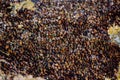 Close up of a little sea mussels. Royalty Free Stock Photo