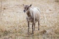 Close up of a small sheep with brown and white striped head - rare breed - looking forward in field of yellow grass Royalty Free Stock Photo