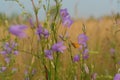 A close up of small skipper Thymelicus sylvestris on a stem of harebell Campanula rotundifolia in the field Royalty Free Stock Photo