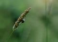 Close up small snail climbing on wild flower grass against blurry green natural bokeh background in morning ,Shallow depth of Royalty Free Stock Photo