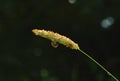 Close up small snail climbing on wild flower grass against the dark natural bokeh background in morning , Shallow depth of field Royalty Free Stock Photo