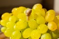 Close-up of a small snail crawling over grapes quiche mish Royalty Free Stock Photo