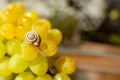 Close-up of a small snail crawling over grapes quiche mish Royalty Free Stock Photo