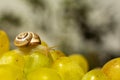 Close-up of a small snail crawling over grapes quiche mish Royalty Free Stock Photo