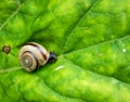 Close up with a small snail on a green leaf in the forest