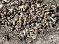 small snails on the ground Royalty Free Stock Photo