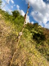 Close up small snails on plant into the wilderness