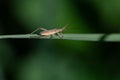 Close-up of a small soft bug balancing on a green long blade of grass. The background is green with plenty of space