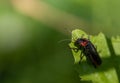 Close-up of a small soldier beetle Cantharidae hiding behind a green leaf in nature Royalty Free Stock Photo