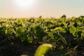 Close-up of small soybean plants growing in a field at sunset. Soybean sprouts grow in an agricultural field in early summer Royalty Free Stock Photo