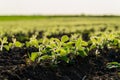 Close up of small soybean plants. Soy grows in an industrial field. Soybean sprouts grow against sunlight. Agro industry Royalty Free Stock Photo