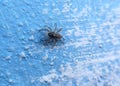 Small spider on blue wall Royalty Free Stock Photo