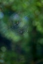 Spider and cobweb Royalty Free Stock Photo