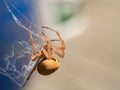 Close-up of small spider weaving its web Royalty Free Stock Photo