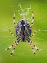 A close-up of small spider weaving its web