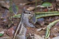 Close up of Small Squirrel Looking For Food On The Ground Royalty Free Stock Photo